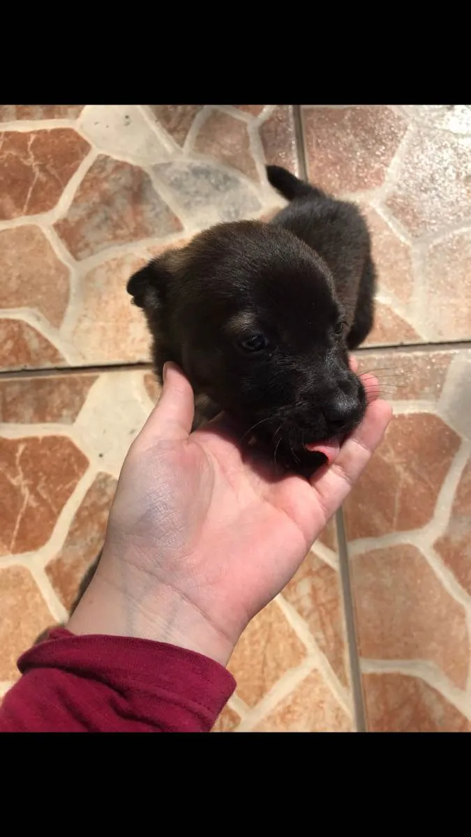 Cachorro ra a Vira lata idade Abaixo de 2 meses nome Bolt, luna, sol, lih