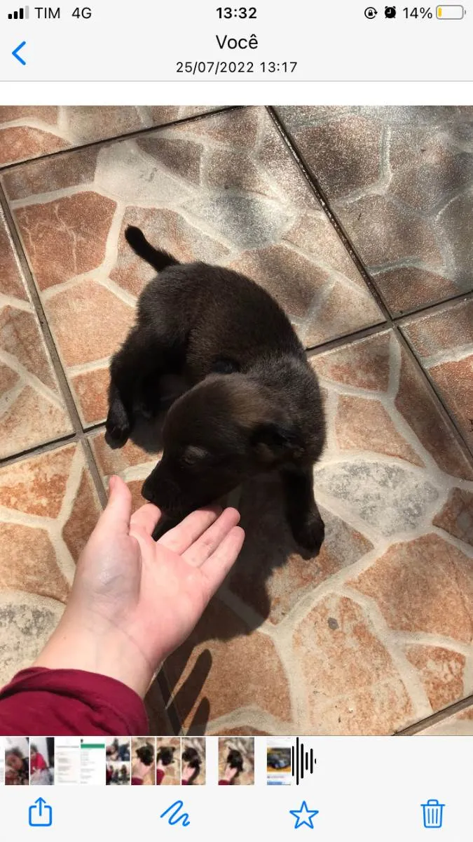 Cachorro ra a Vira lata idade Abaixo de 2 meses nome Bolt, luna, sol, lih