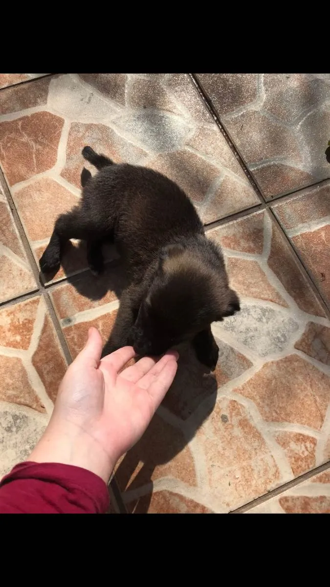 Cachorro ra a Vira lata idade Abaixo de 2 meses nome Bolt, luna, sol, lih