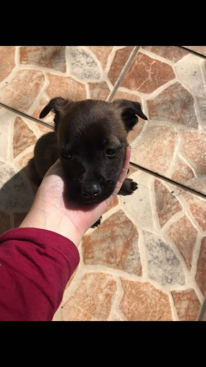 Cachorro ra a Vira lata idade Abaixo de 2 meses nome Bolt, luna, sol, lih