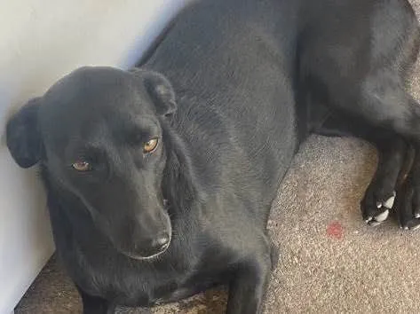 Cachorro ra a Vira-lata com labrador idade 1 ano nome Maya