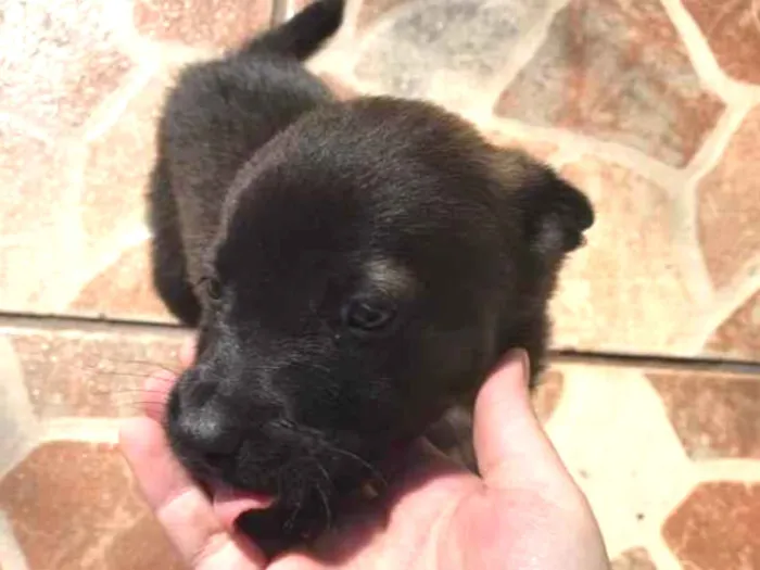 Cachorro ra a Vira lata idade Abaixo de 2 meses nome Bolt, luna, sol, lih