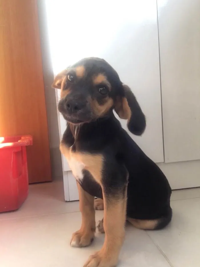 Cachorro ra a Mistura de Beagle idade 2 a 6 meses nome Ava 