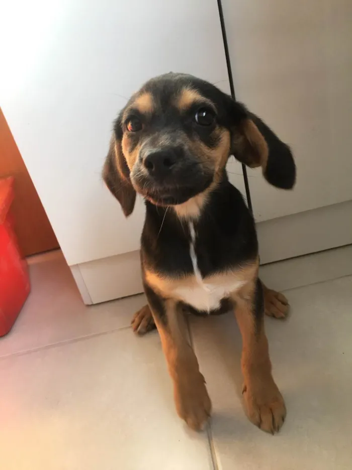 Cachorro ra a Mistura de Beagle idade 2 a 6 meses nome Ava 