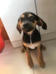 Ava
