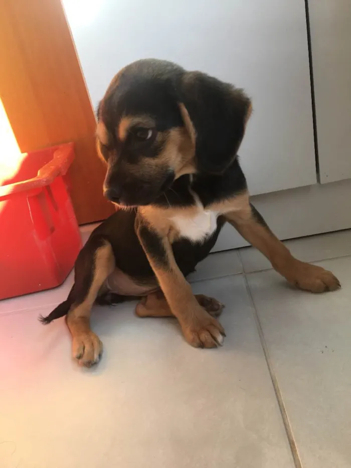 Cachorro ra a Mistura de Beagle idade 2 a 6 meses nome Ava 