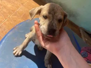 Cachorro raça SRD idade Abaixo de 2 meses nome Cãezinhos