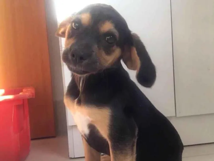 Cachorro ra a Mistura de Beagle idade 2 a 6 meses nome Ava 