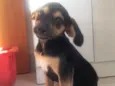 Ava