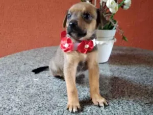 Cachorro raça  idade Abaixo de 2 meses nome Amora