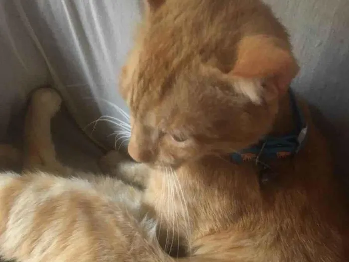 Gato ra a Não sei idade 1 ano nome Caramelo 