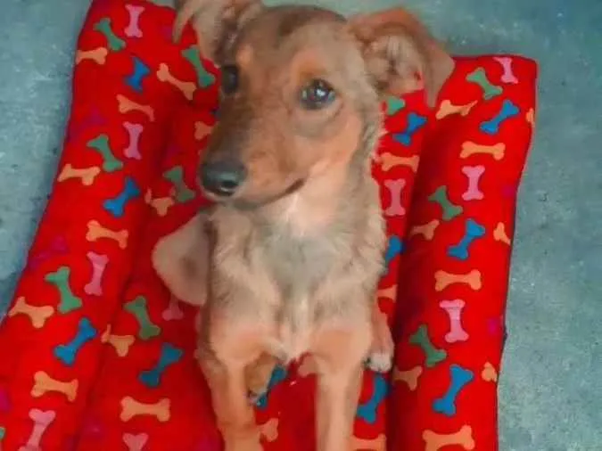 Cachorro ra a Vira lata idade 2 a 6 meses nome Princesa