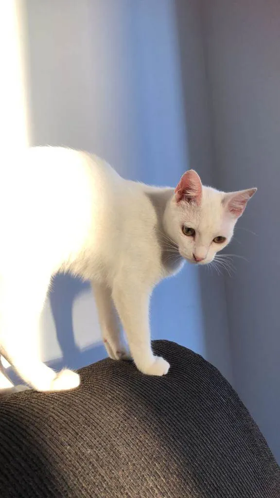 Gato ra a nenhuma idade 2 a 6 meses nome Maya