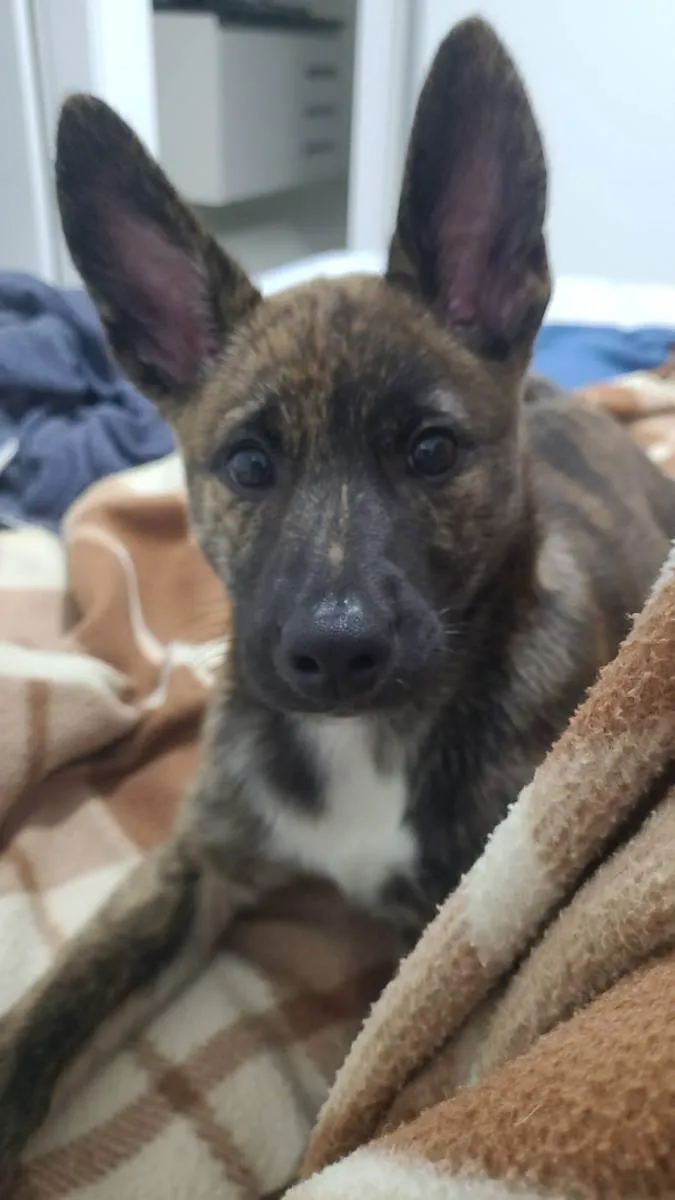 Cachorro ra a Akita com SRD idade 2 a 6 meses nome Nala