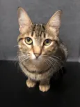 Isa 