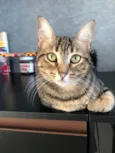 Isa 