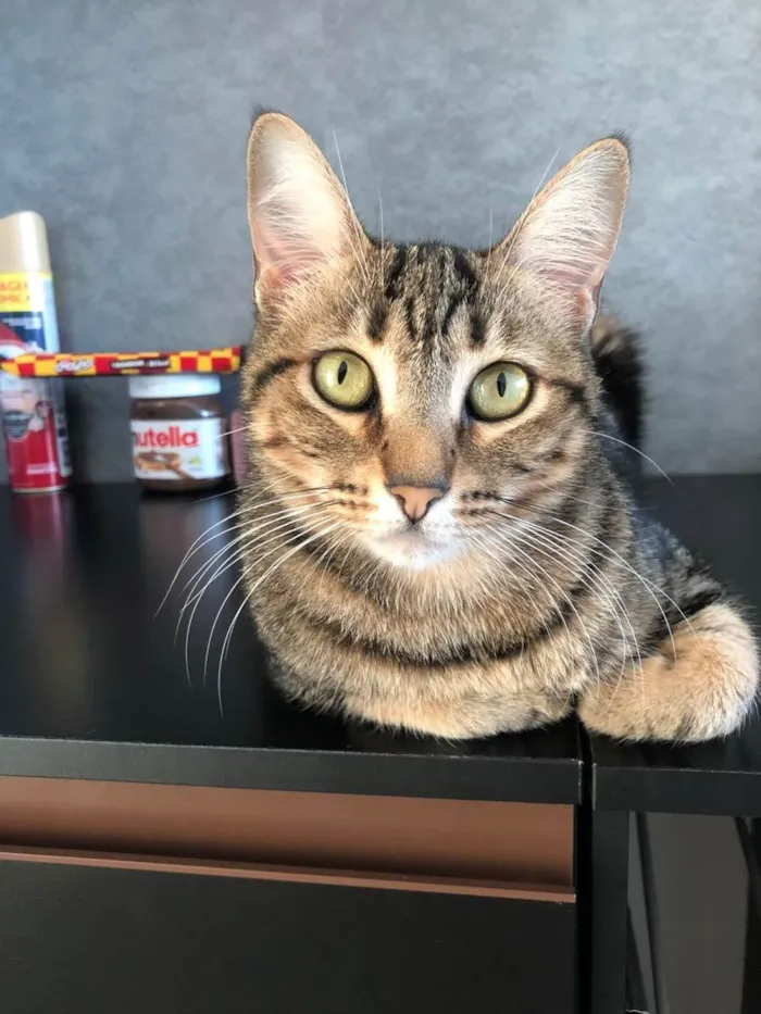 Gato ra a  idade 1 ano nome Isa 
