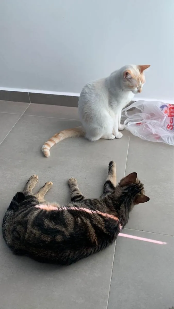 Gato ra a  idade 1 ano nome Isa 