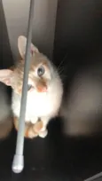 Isa 