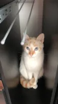Isa 