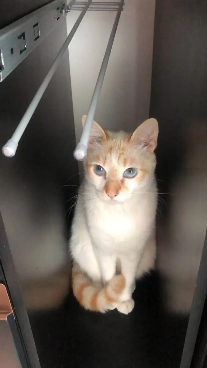 Gato ra a  idade 1 ano nome Isa 