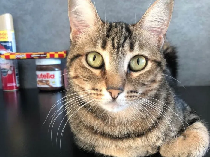 Gato ra a  idade 1 ano nome Isa 