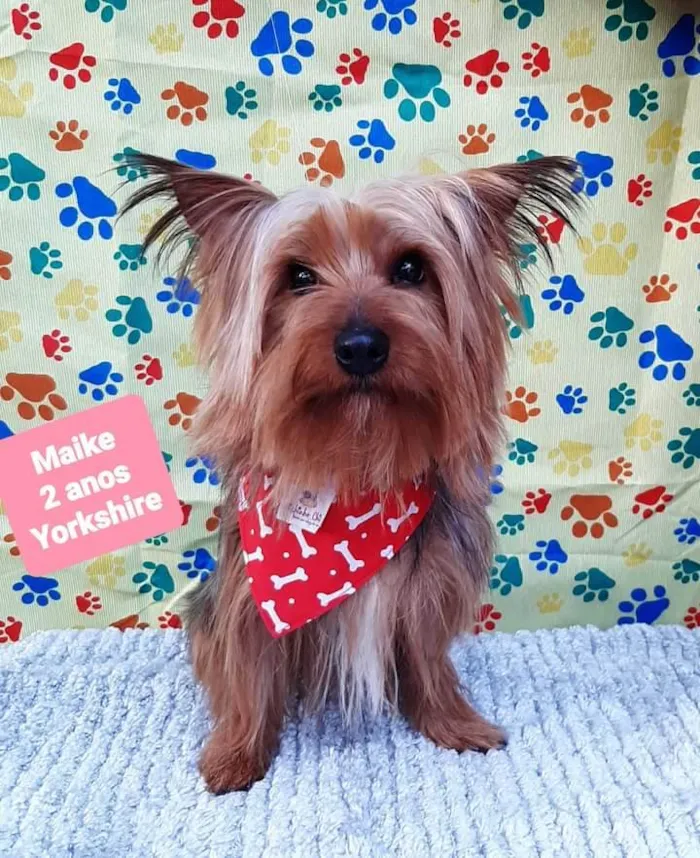 Cachorro ra a Yorkshire  idade 2 anos nome Maike 