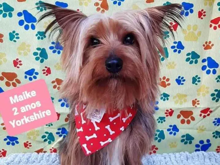 Cachorro ra a Yorkshire  idade 2 anos nome Maike 