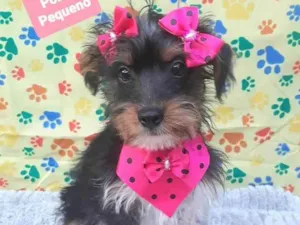 Cachorro raça Srd idade 2 a 6 meses nome Lia 