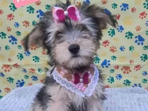 Cachorro raça Srd idade 2 a 6 meses nome Maze 
