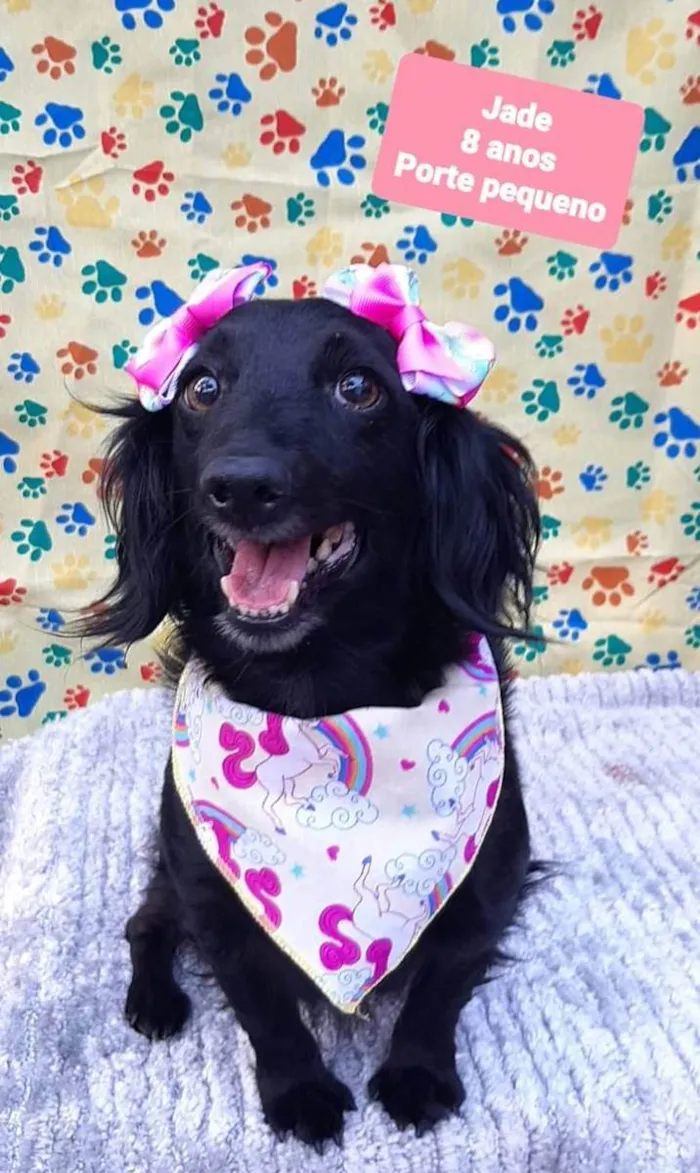 Cachorro raça Srd idade 6 ou mais anos nome Jade 