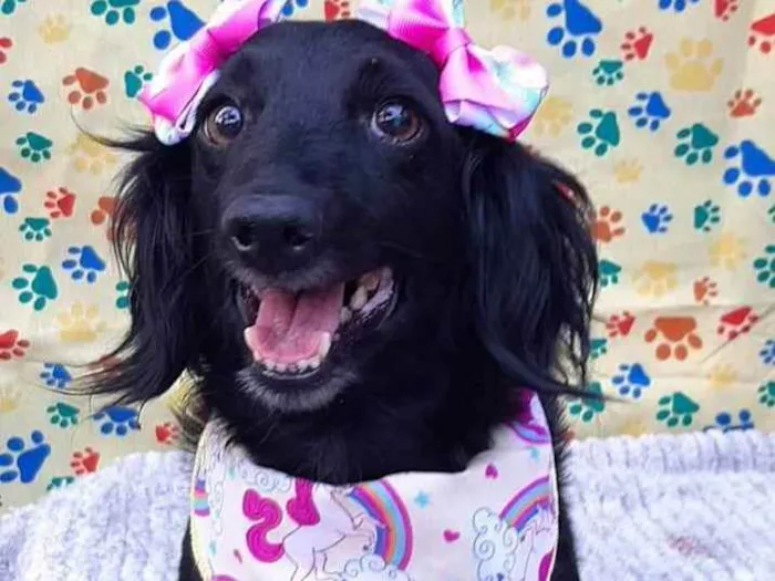 Cachorro raça Srd idade 6 ou mais anos nome Jade 