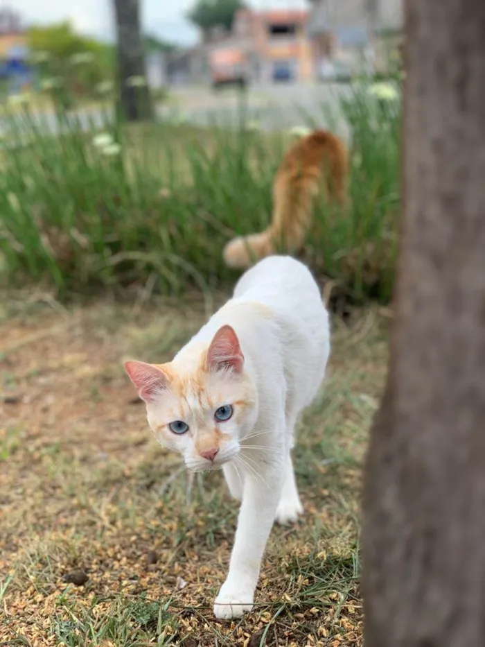 Gato ra a  idade 1 ano nome Zuma