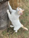 Zuma
