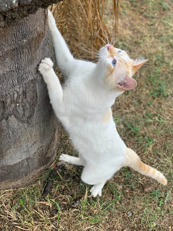 Gato ra a  idade 1 ano nome Zuma