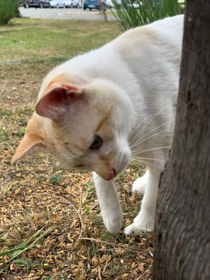 Gato ra a  idade 1 ano nome Zuma