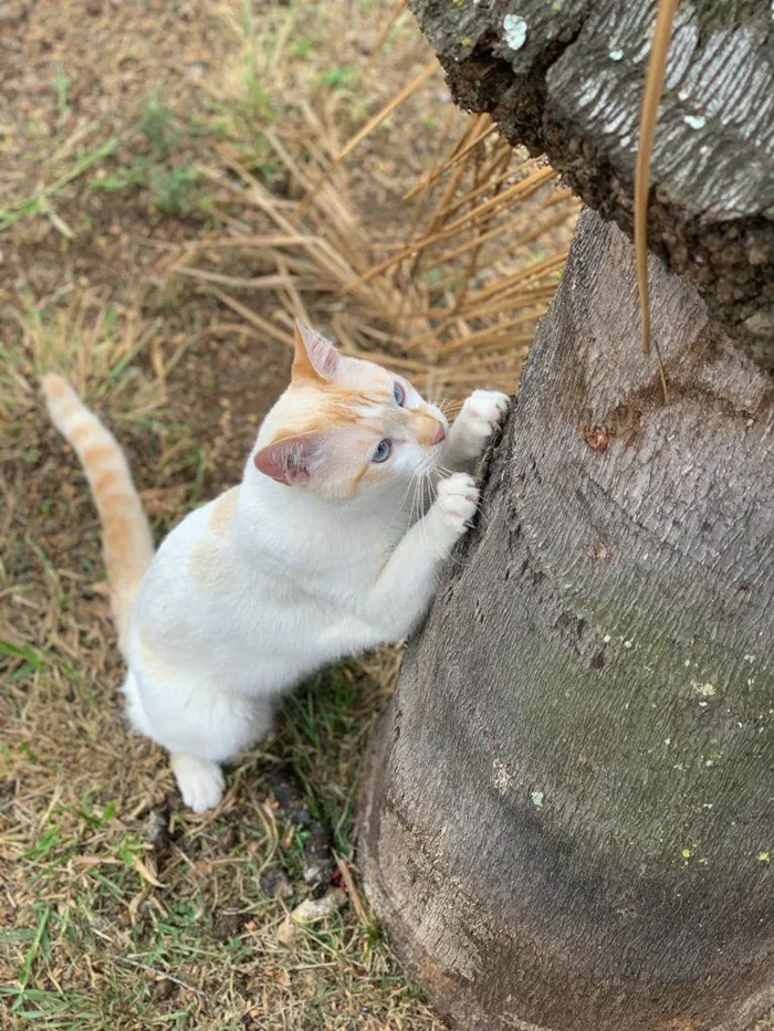 Gato ra a  idade 1 ano nome Zuma