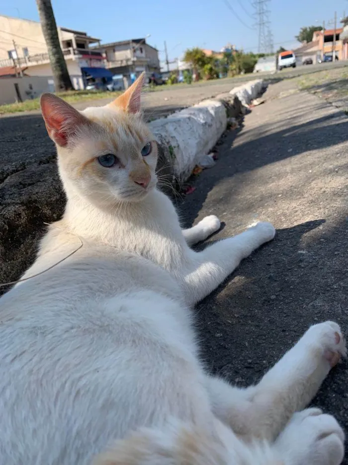 Gato ra a  idade 1 ano nome Zuma