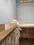 Zuma