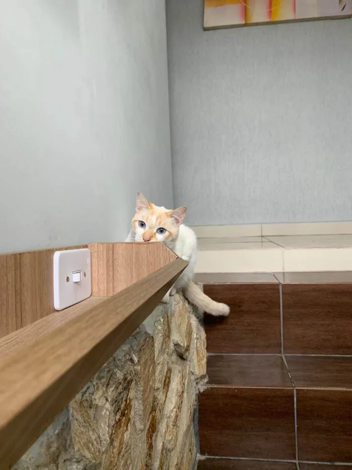 Gato ra a  idade 1 ano nome Zuma