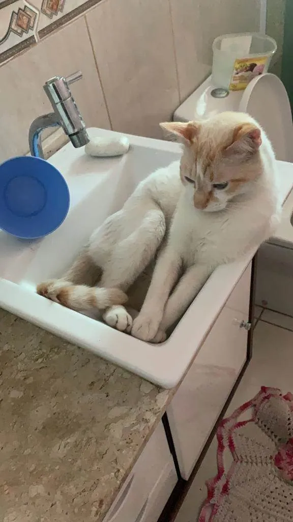 Gato ra a  idade 1 ano nome Zuma