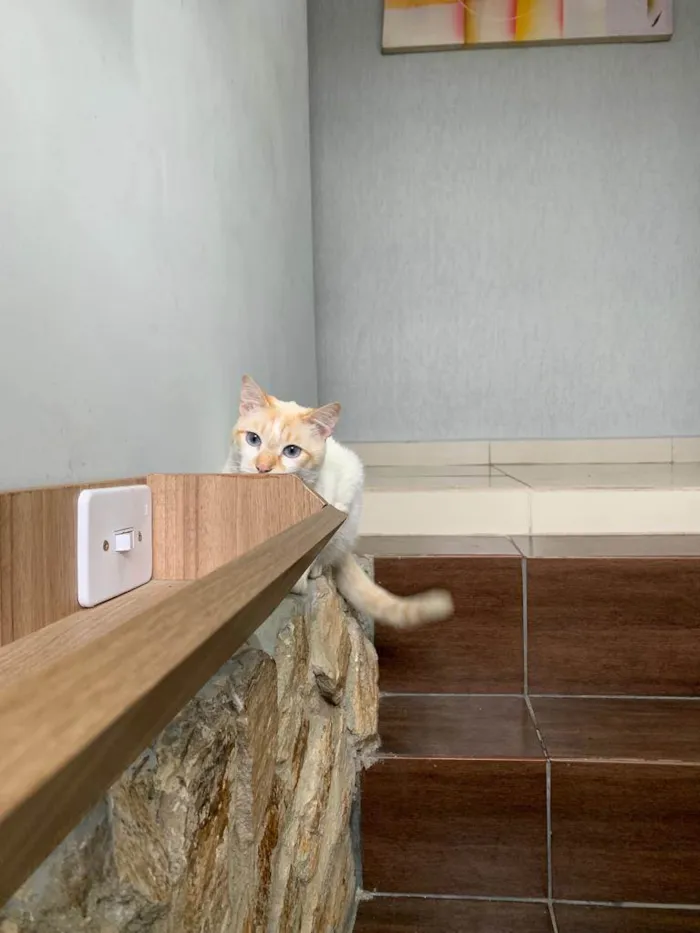 Gato ra a  idade 1 ano nome Zuma