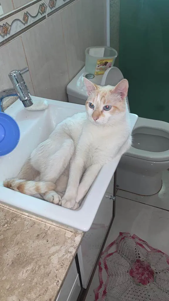 Gato ra a  idade 1 ano nome Zuma