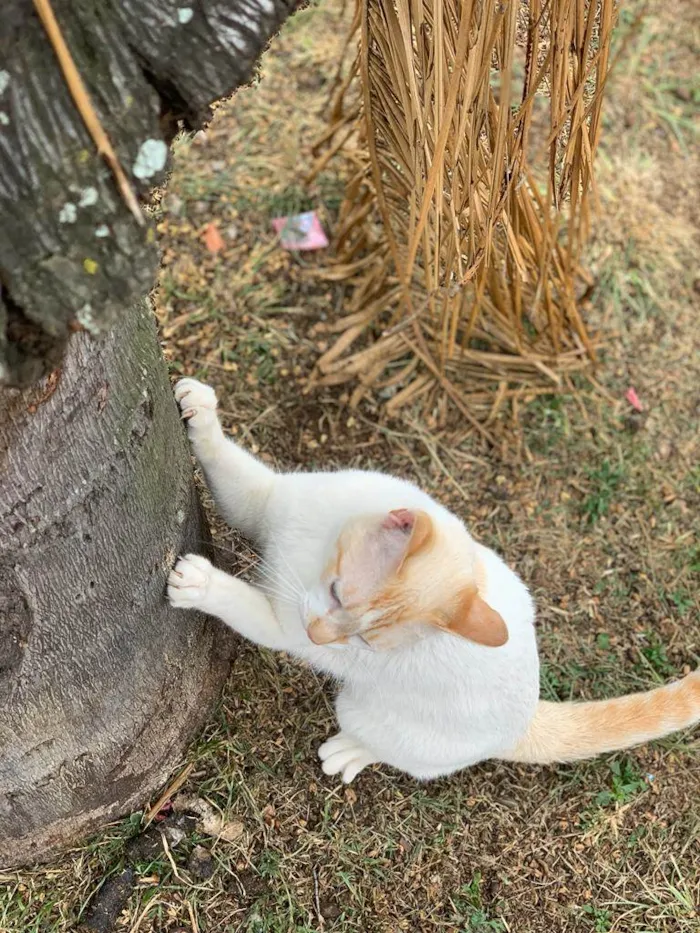 Gato ra a  idade 1 ano nome Zuma