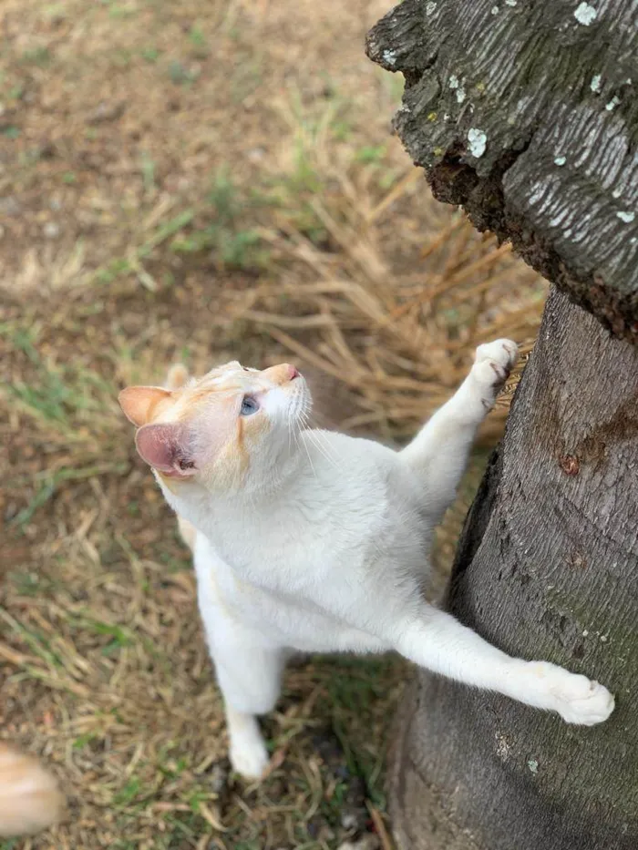 Gato ra a  idade 1 ano nome Zuma