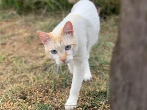 Gato raça  idade 1 ano nome Zuma