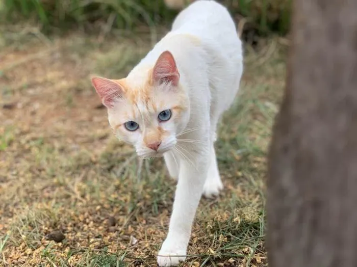 Gato ra a  idade 1 ano nome Zuma