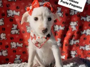 Cachorro raça Srd idade 2 a 6 meses nome Branquinha 