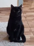 Haru
