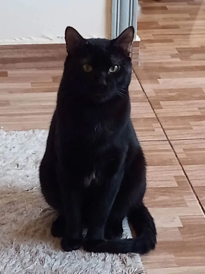 Gato raça  idade 7 a 11 meses nome Haru